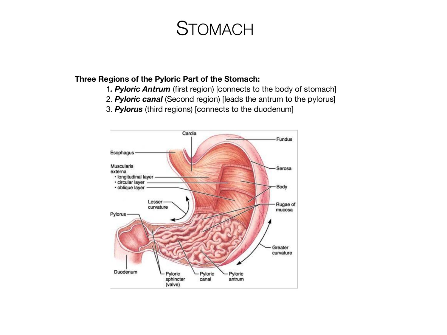 Slide 58 of 97: Stomach. Dr. Rennie digestive anatomy lecture slide.
