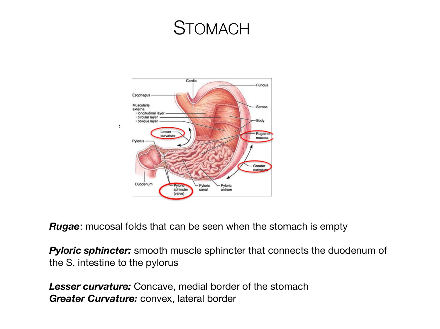 Slide 59 of 97: Stomach. Dr. Rennie digestive anatomy lecture slide.