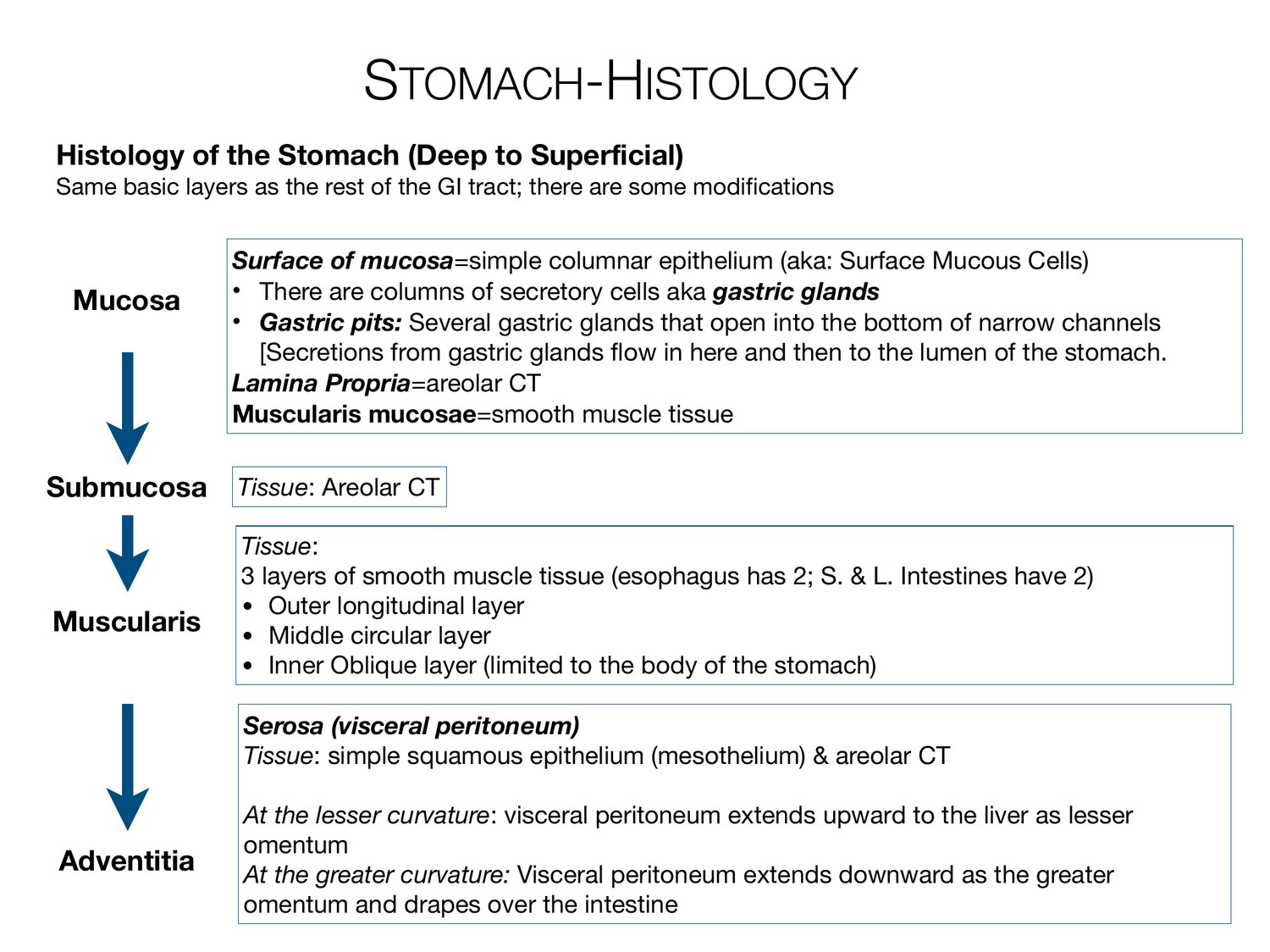 Slide 60 of 97: Stomach-histology. Dr. Rennie digestive anatomy lecture slide.