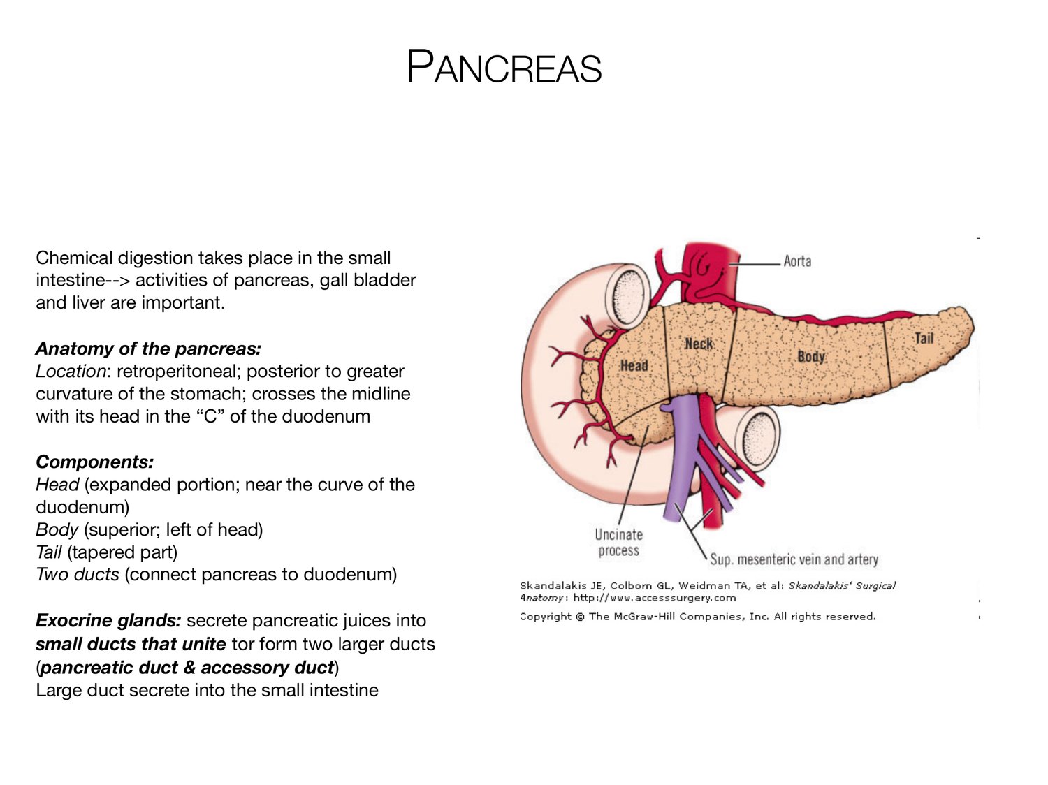 Slide 62 of 97: Pancreas. Dr. Rennie digestive anatomy lecture slide.