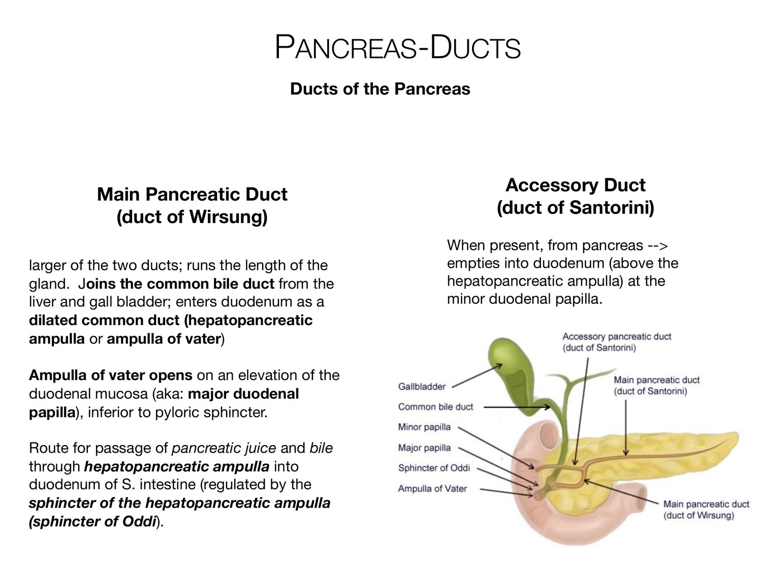 Slide 63 of 97: Pancreas-ducts. Dr. Rennie digestive anatomy lecture slide.