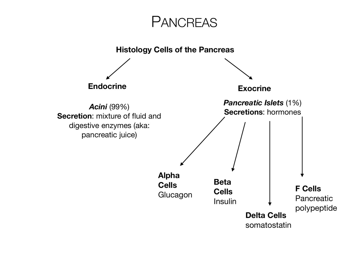 Slide 64 of 97: Pancreas. Dr. Rennie digestive anatomy lecture slide.