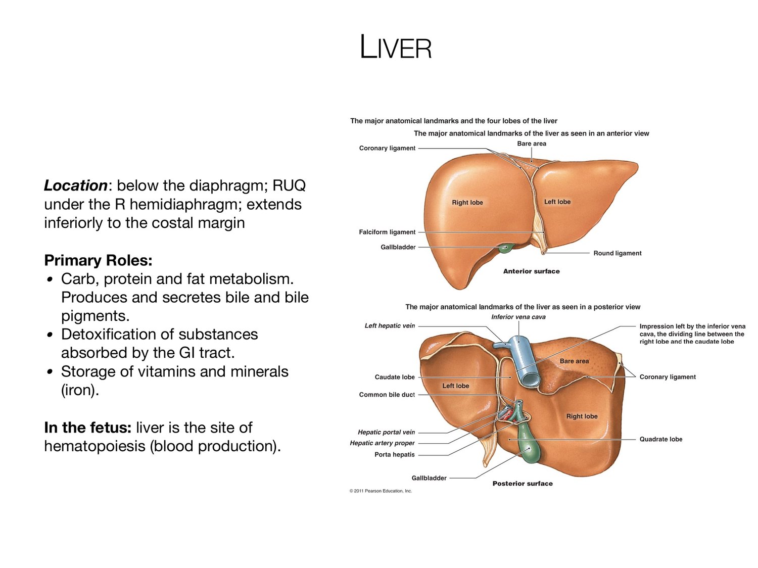 Slide 66 of 97: Liver. Dr. Rennie digestive anatomy lecture slide.