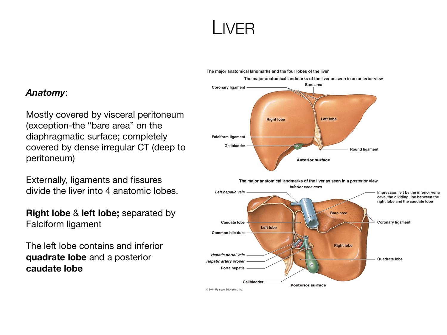 Slide 67 of 97: Liver. Dr. Rennie digestive anatomy lecture slide.