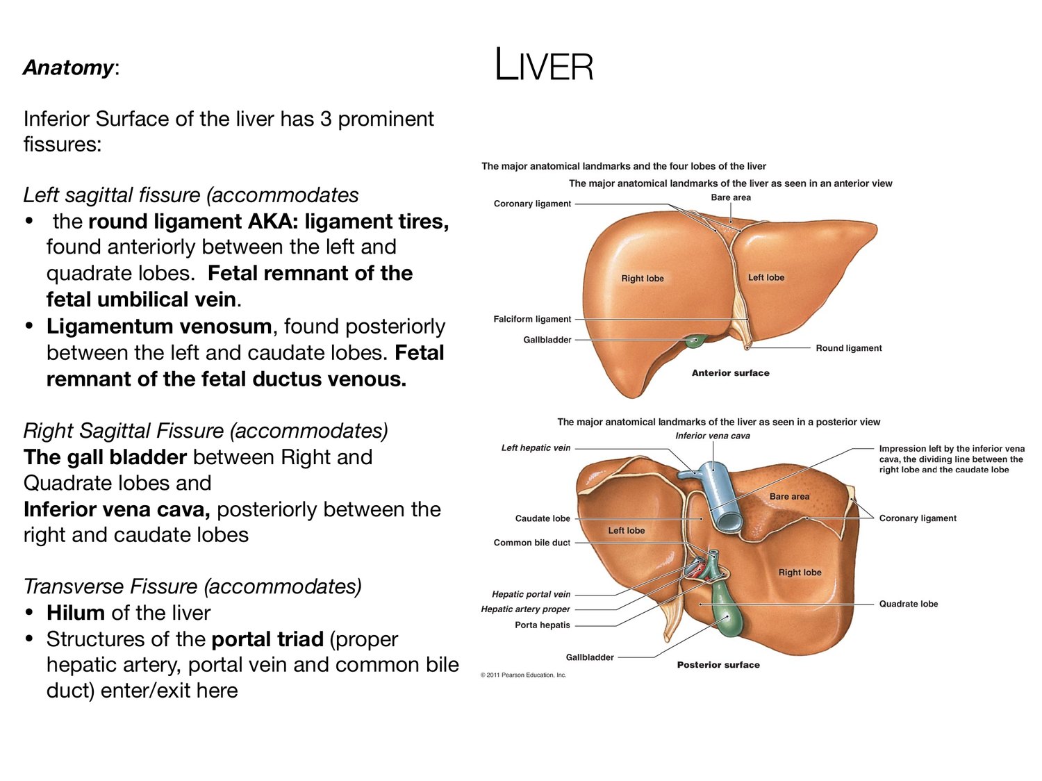 Slide 68 of 97: Anatomy:                                         LIVER. Dr. Rennie digestive anatomy lecture slide.