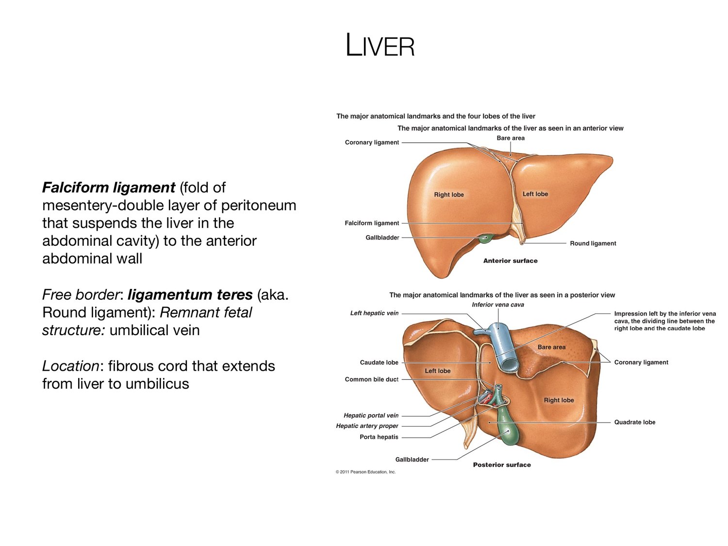 Slide 69 of 97: Liver. Dr. Rennie digestive anatomy lecture slide.