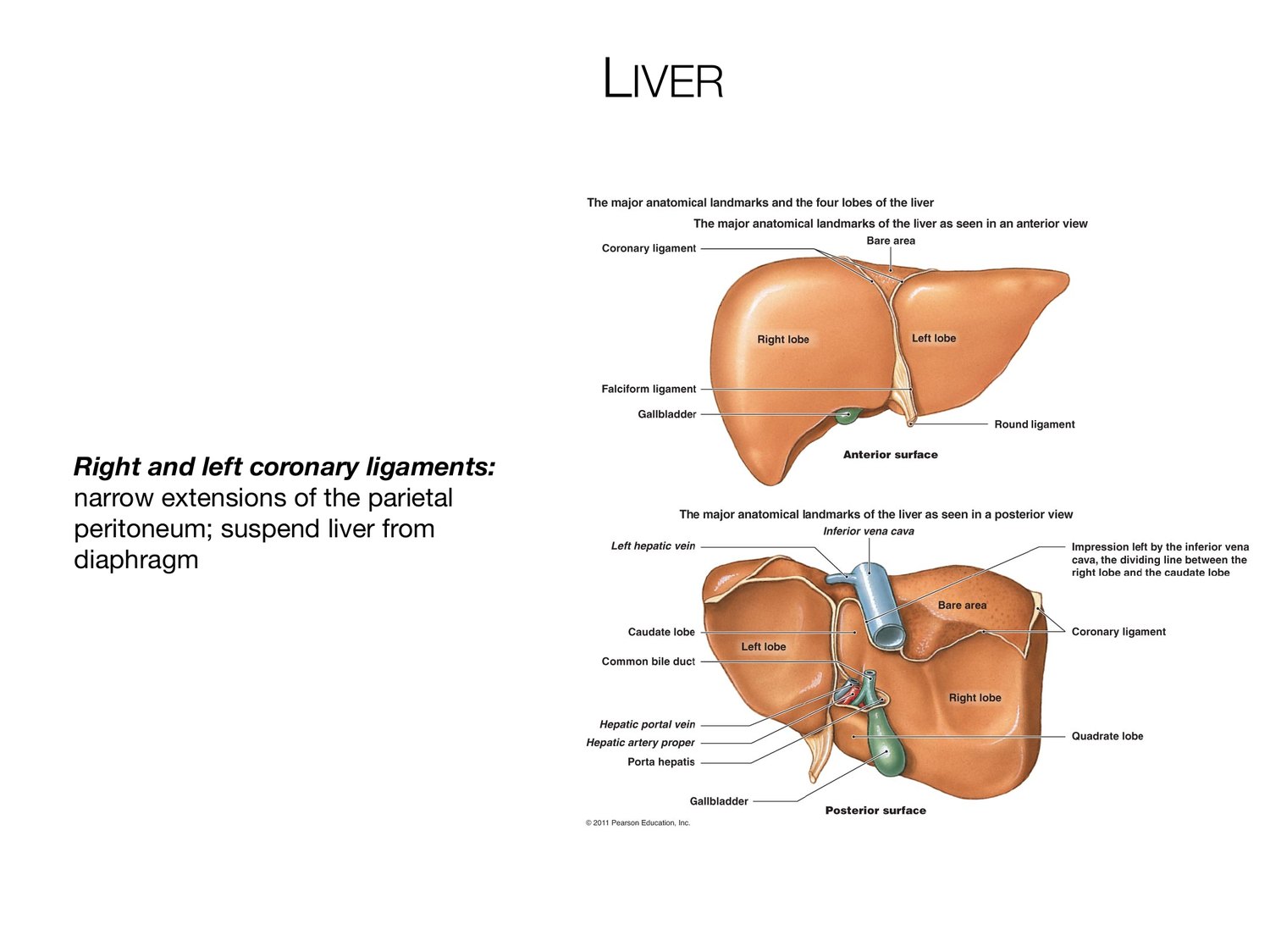 Slide 70 of 97: Liver. Dr. Rennie digestive anatomy lecture slide.