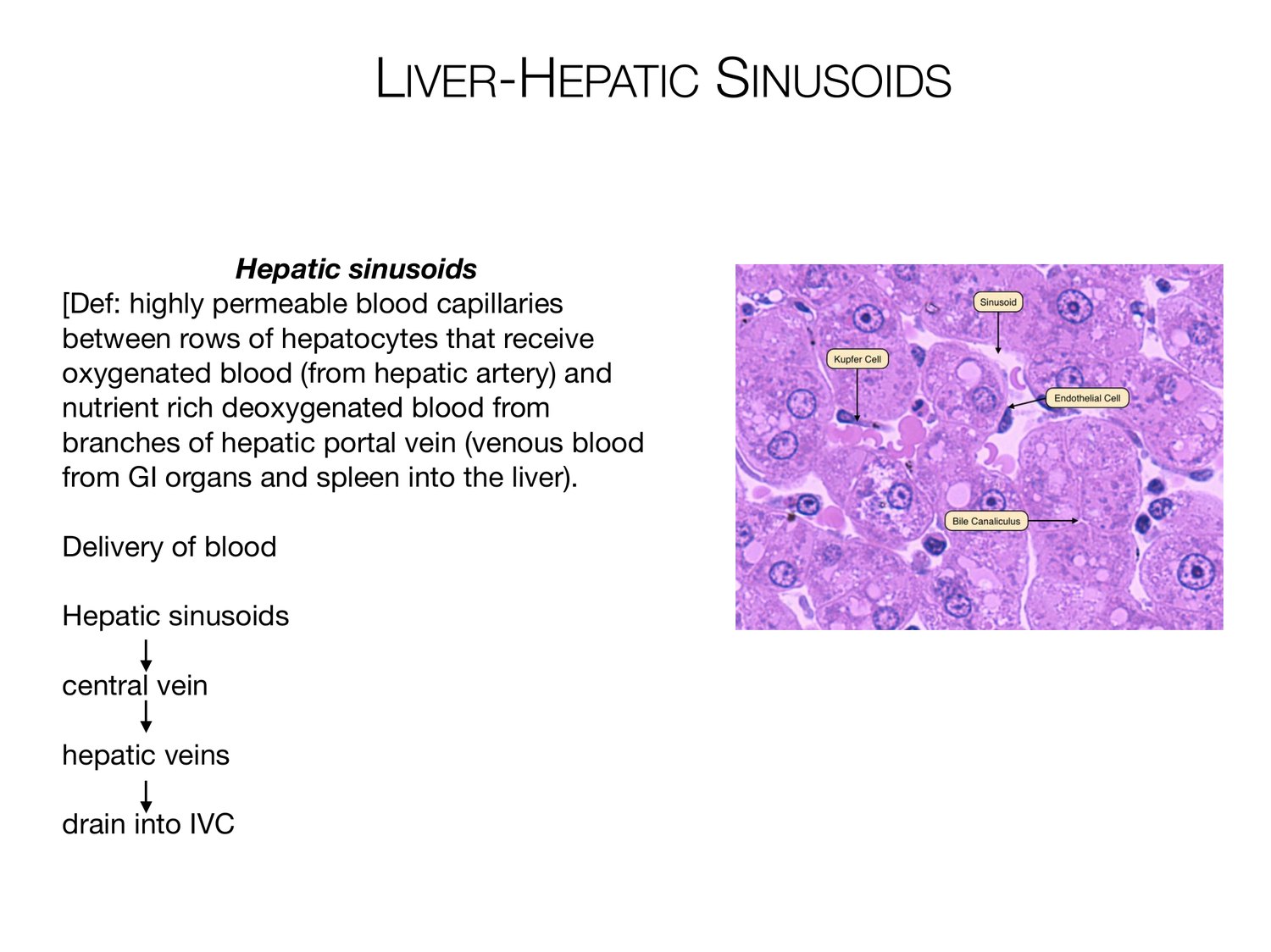 Slide 72 of 97: Liver-hepatic sinusoids. Dr. Rennie digestive anatomy lecture slide.