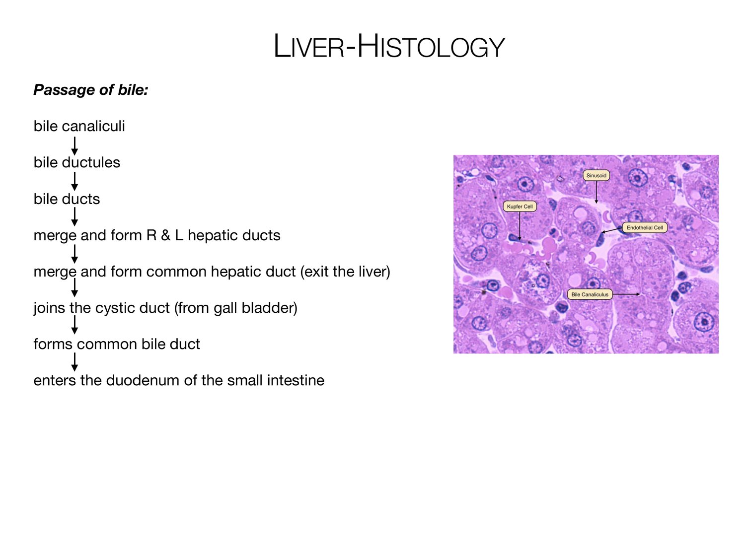 Slide 73 of 97: Liver-histology. Dr. Rennie digestive anatomy lecture slide.