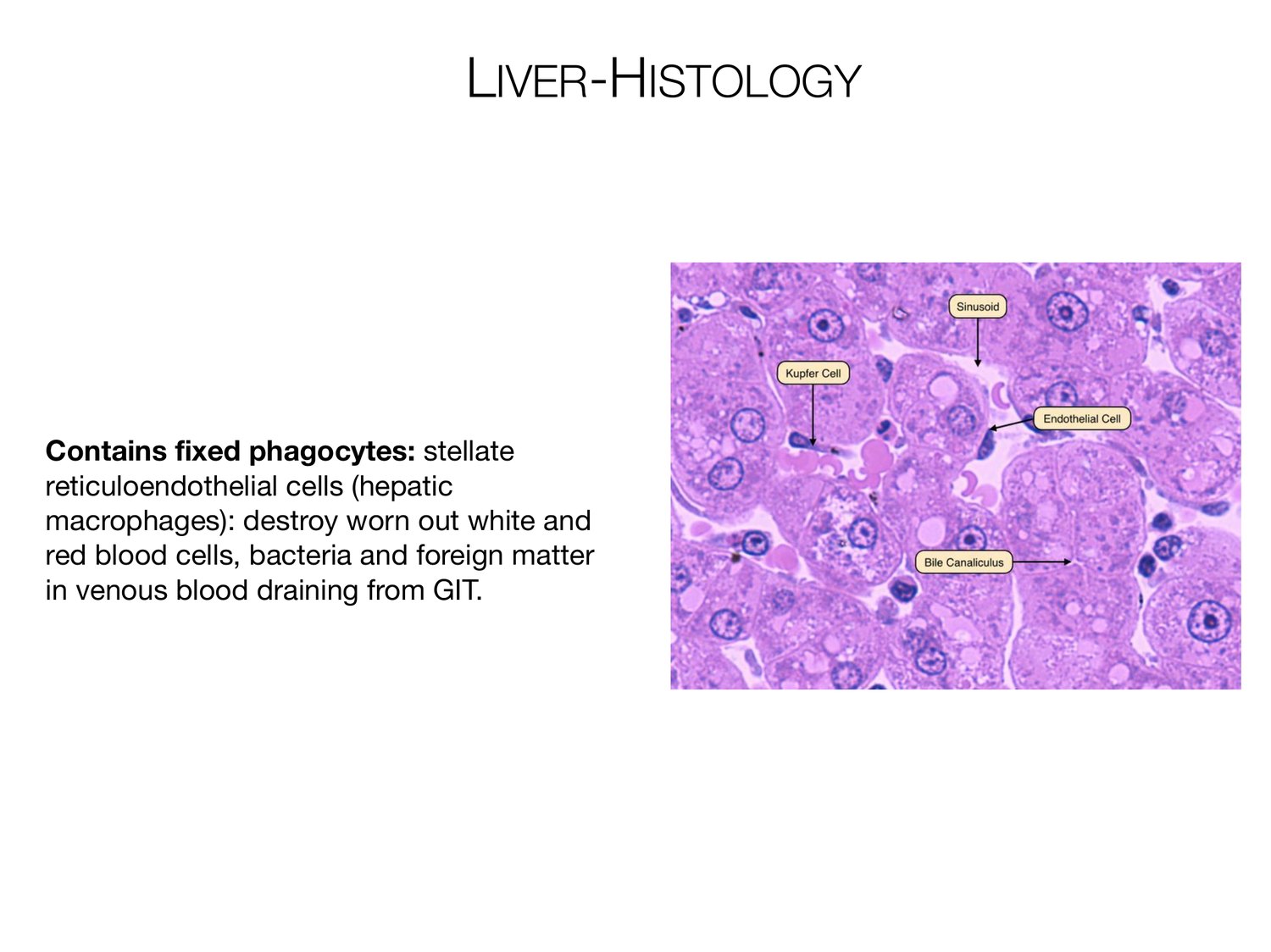 Slide 74 of 97: Liver-histology. Dr. Rennie digestive anatomy lecture slide.