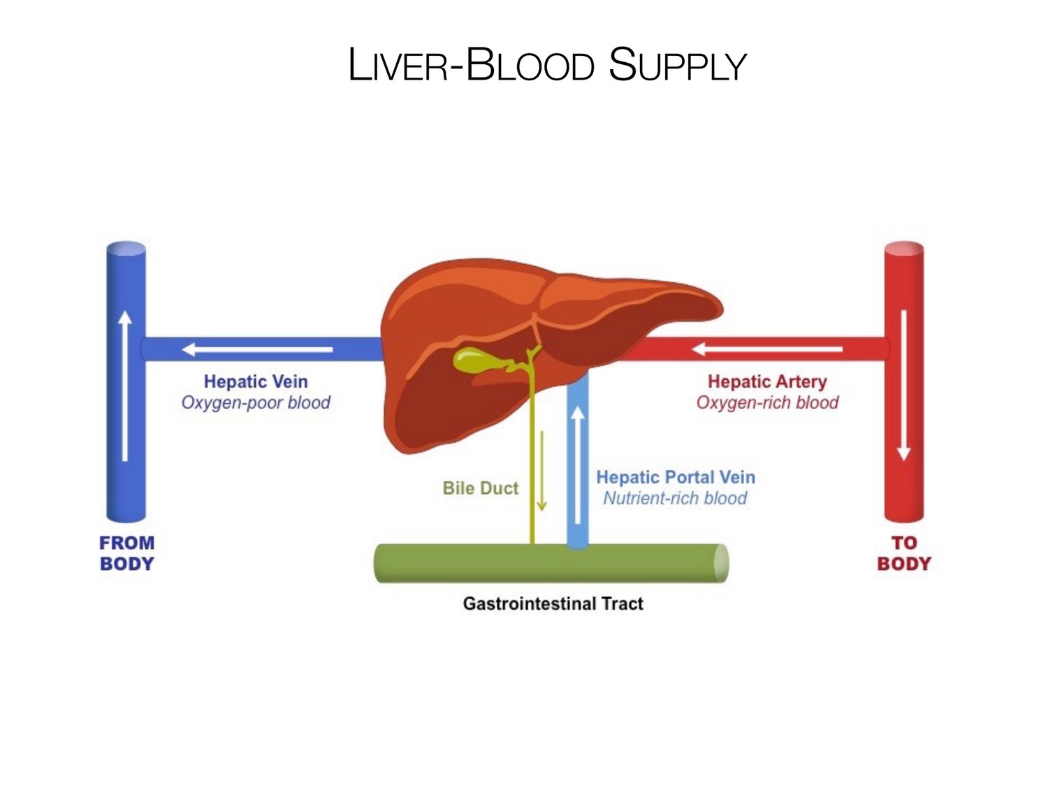 Slide 75 of 97: Liver-blood supply. Dr. Rennie digestive anatomy lecture slide.
