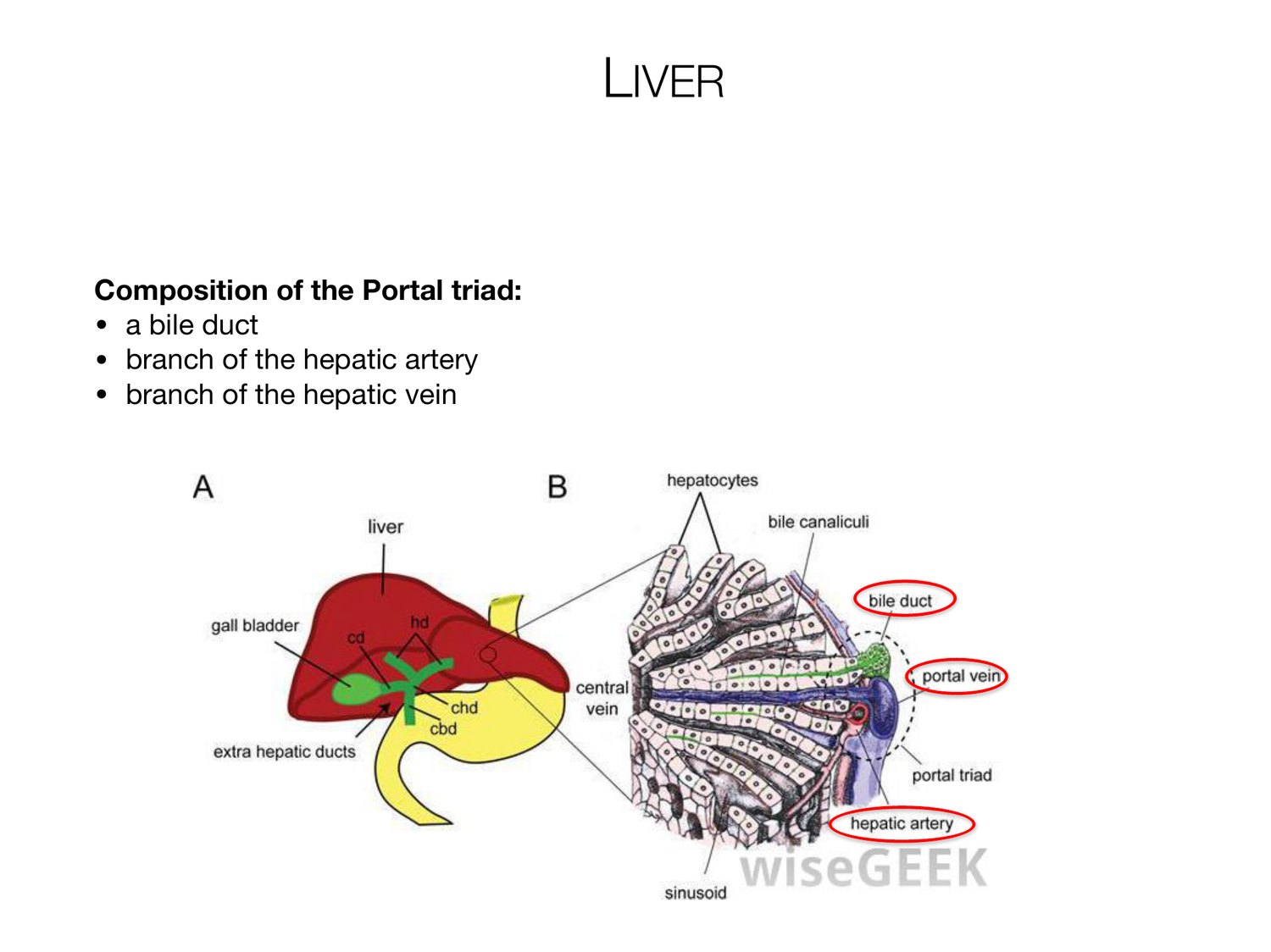 Slide 77 of 97: Liver. Dr. Rennie digestive anatomy lecture slide.