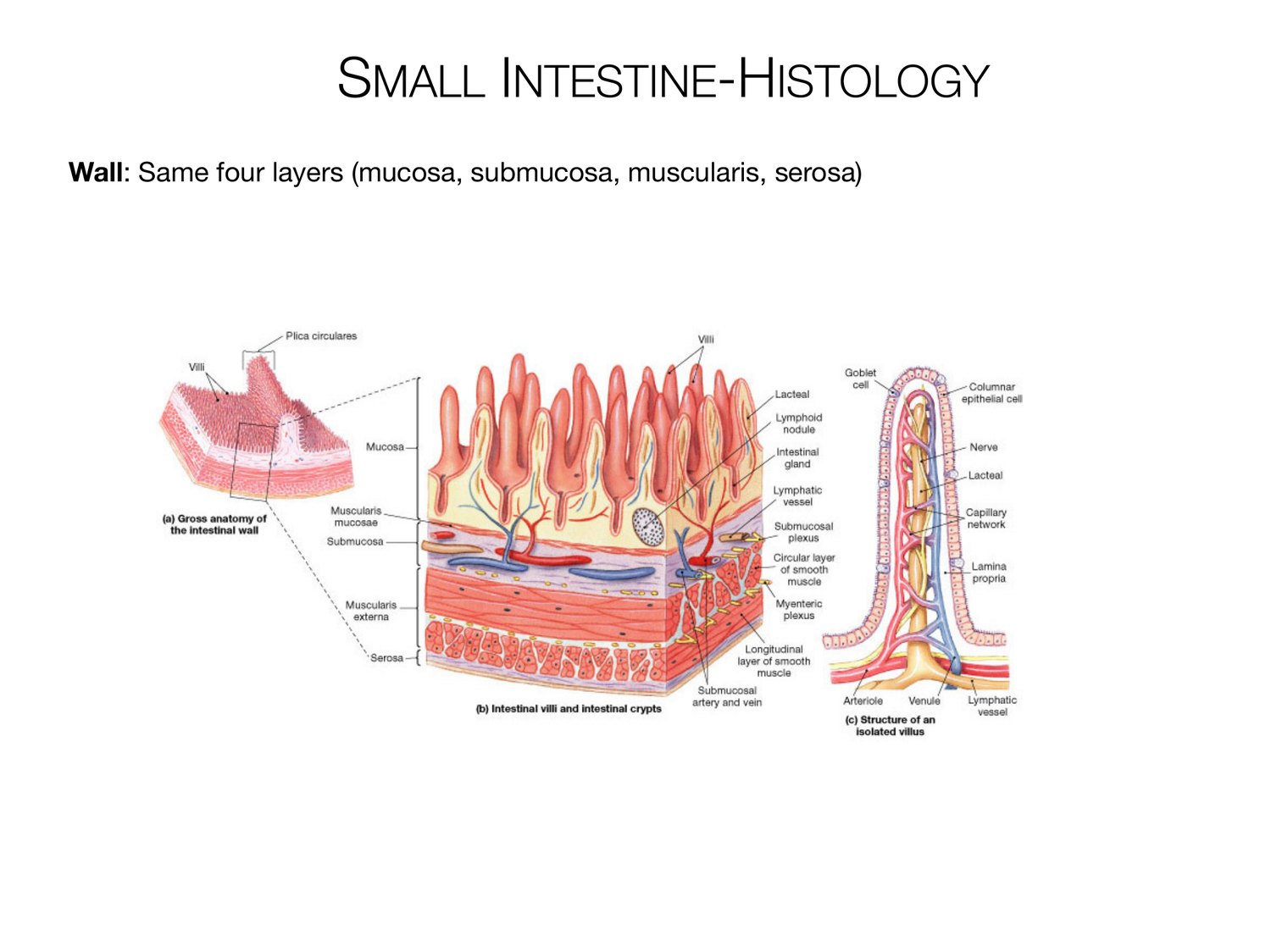 Slide 81 of 97: Small intestine-histology. Dr. Rennie digestive anatomy lecture slide.