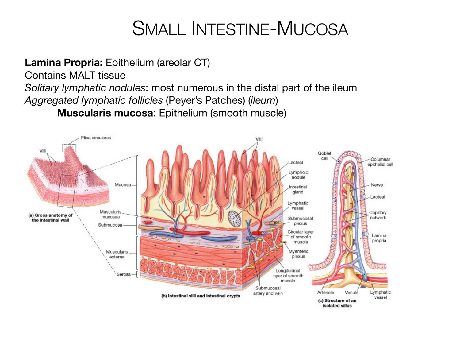 Slide 83 of 97: Small intestine-mucosa. Dr. Rennie digestive anatomy lecture slide.