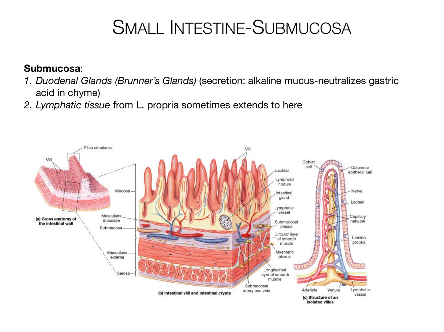 Slide 84 of 97: Small intestine-submucosa. Dr. Rennie digestive anatomy lecture slide.