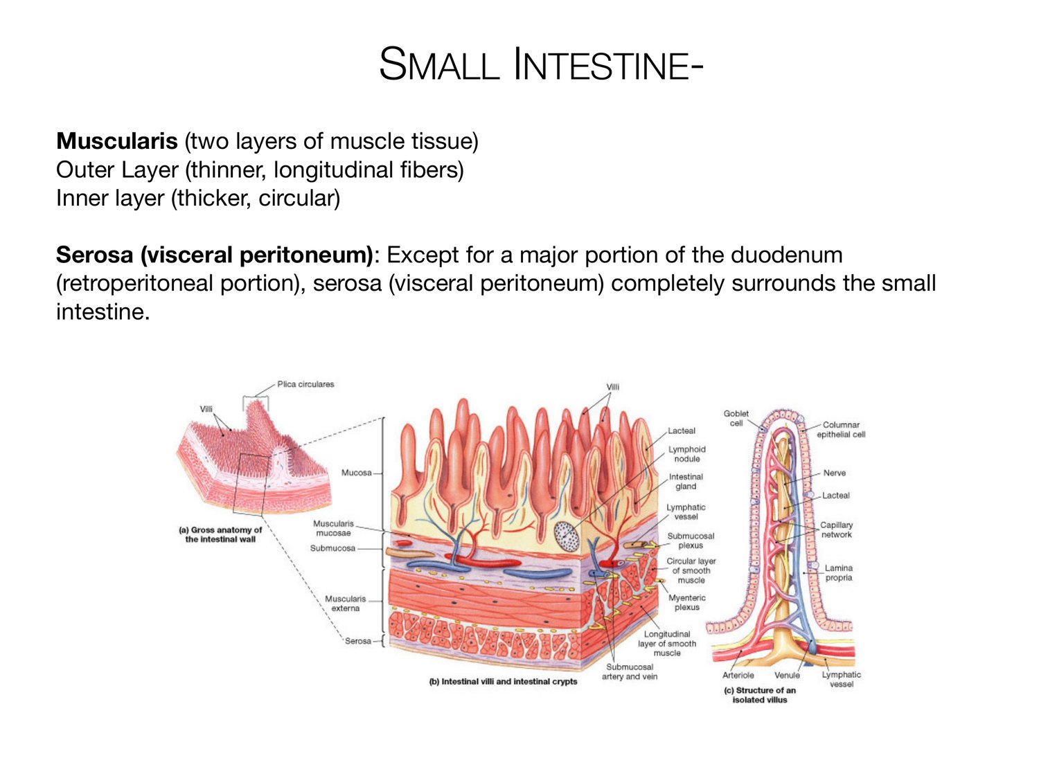 Slide 85 of 97: Small intestine-. Dr. Rennie digestive anatomy lecture slide.
