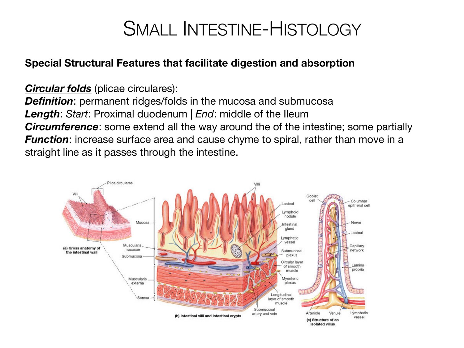 Slide 86 of 97: Small intestine-histology. Dr. Rennie digestive anatomy lecture slide.