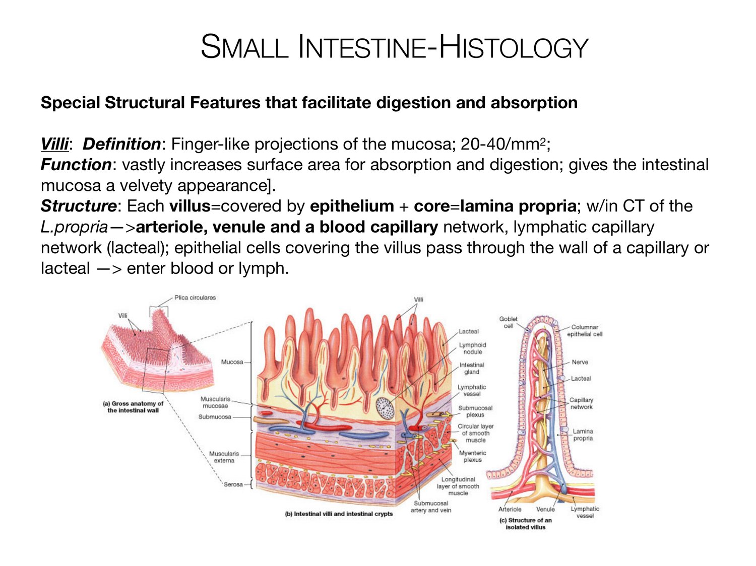 Slide 87 of 97: Small intestine-histology. Dr. Rennie digestive anatomy lecture slide.