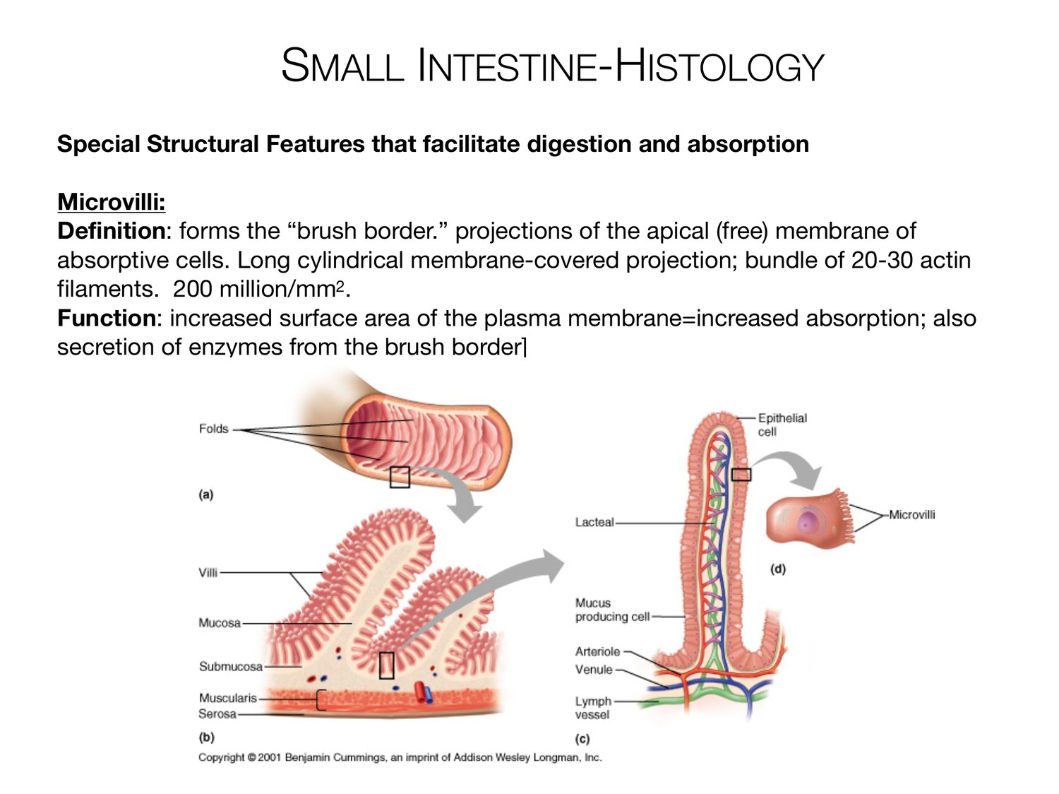 Slide 88 of 97: Small intestine-histology. Dr. Rennie digestive anatomy lecture slide.