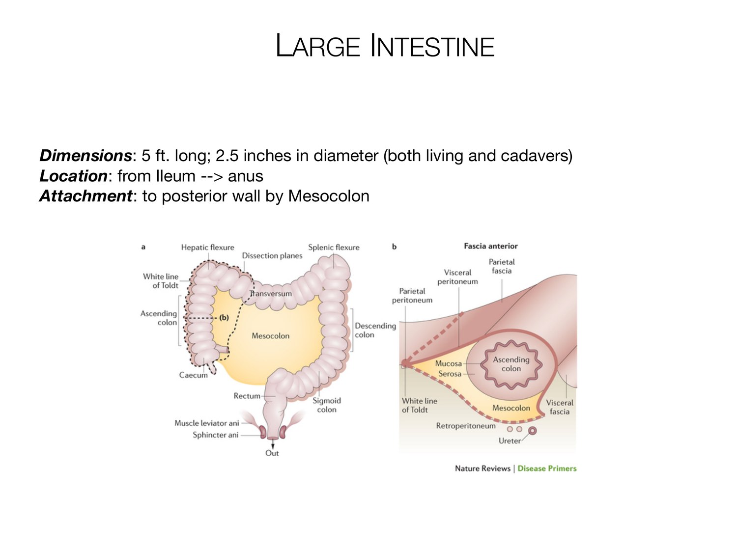 Slide 90 of 97: Large intestine. Dr. Rennie digestive anatomy lecture slide.