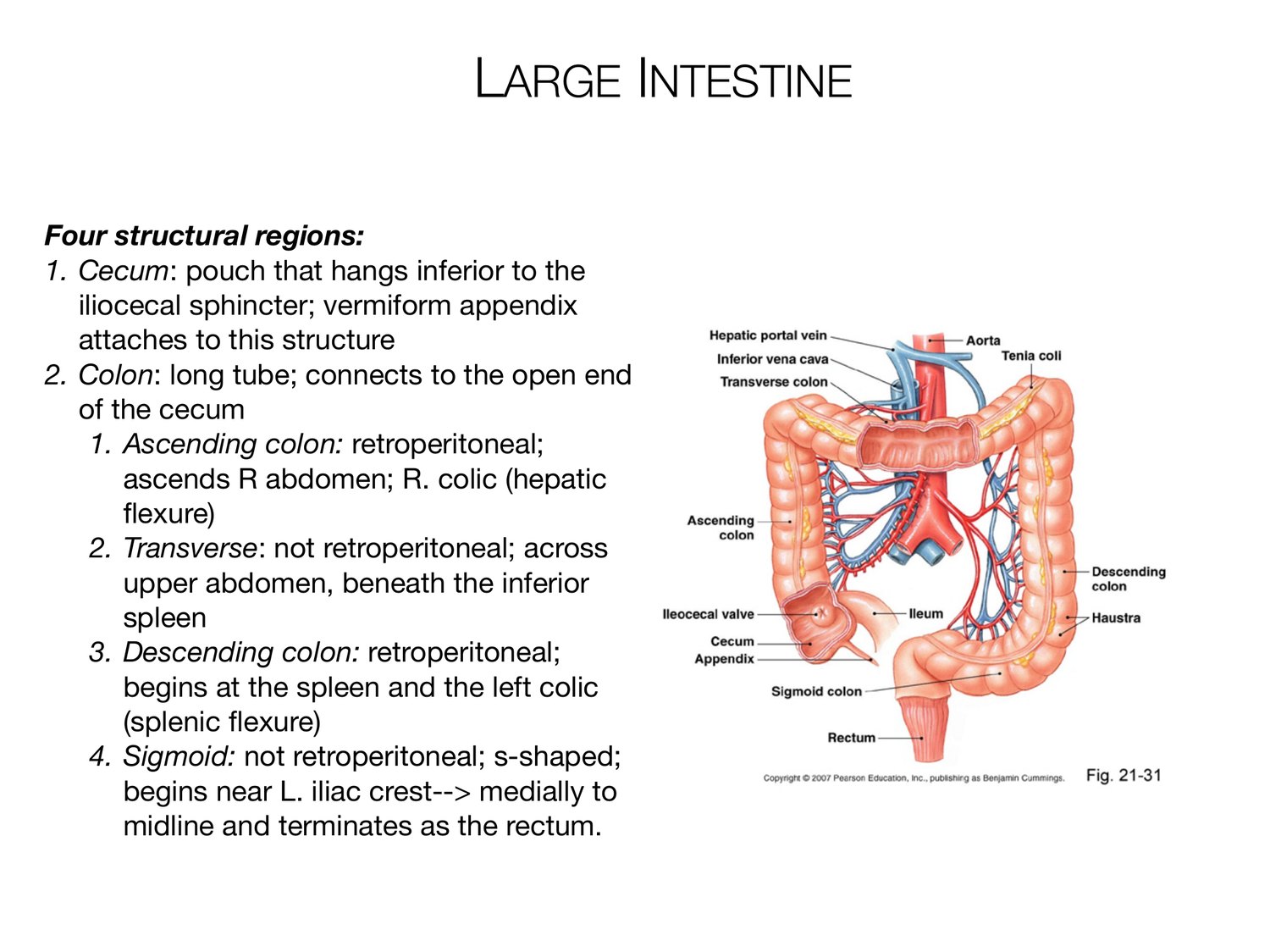 Slide 91 of 97: Large intestine. Dr. Rennie digestive anatomy lecture slide.
