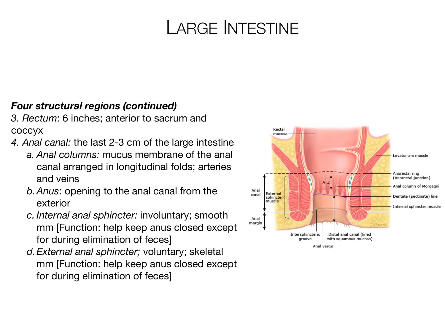 Slide 92 of 97: Large intestine. Dr. Rennie digestive anatomy lecture slide.