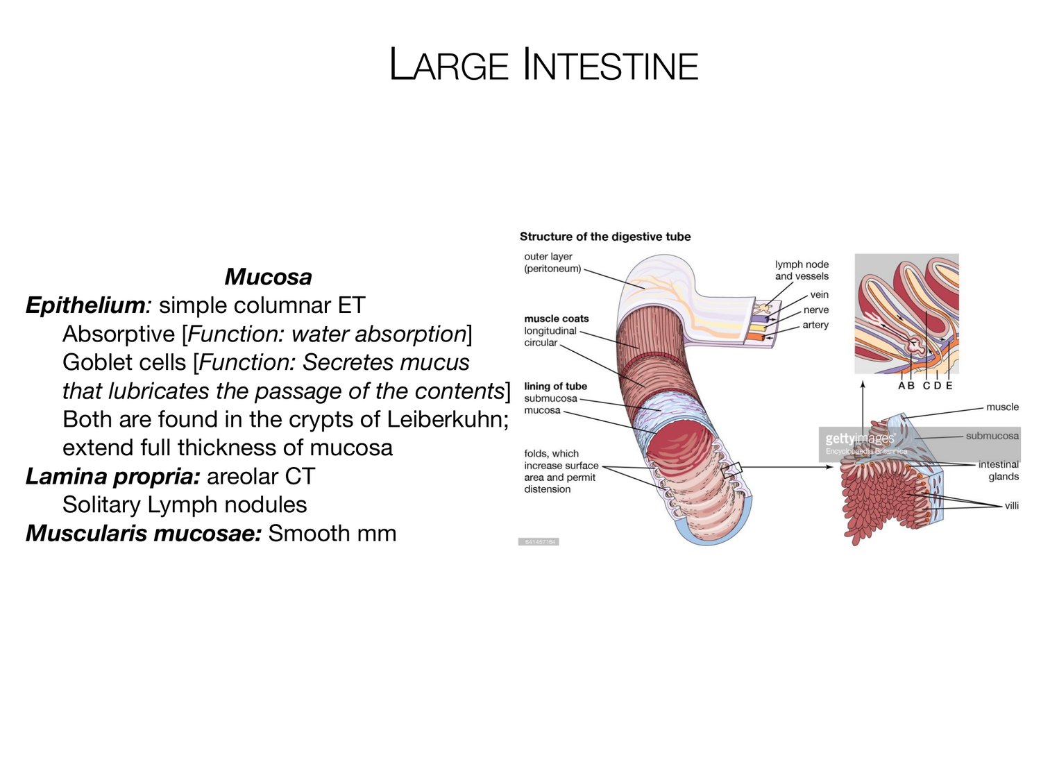 Slide 93 of 97: Large intestine. Dr. Rennie digestive anatomy lecture slide.