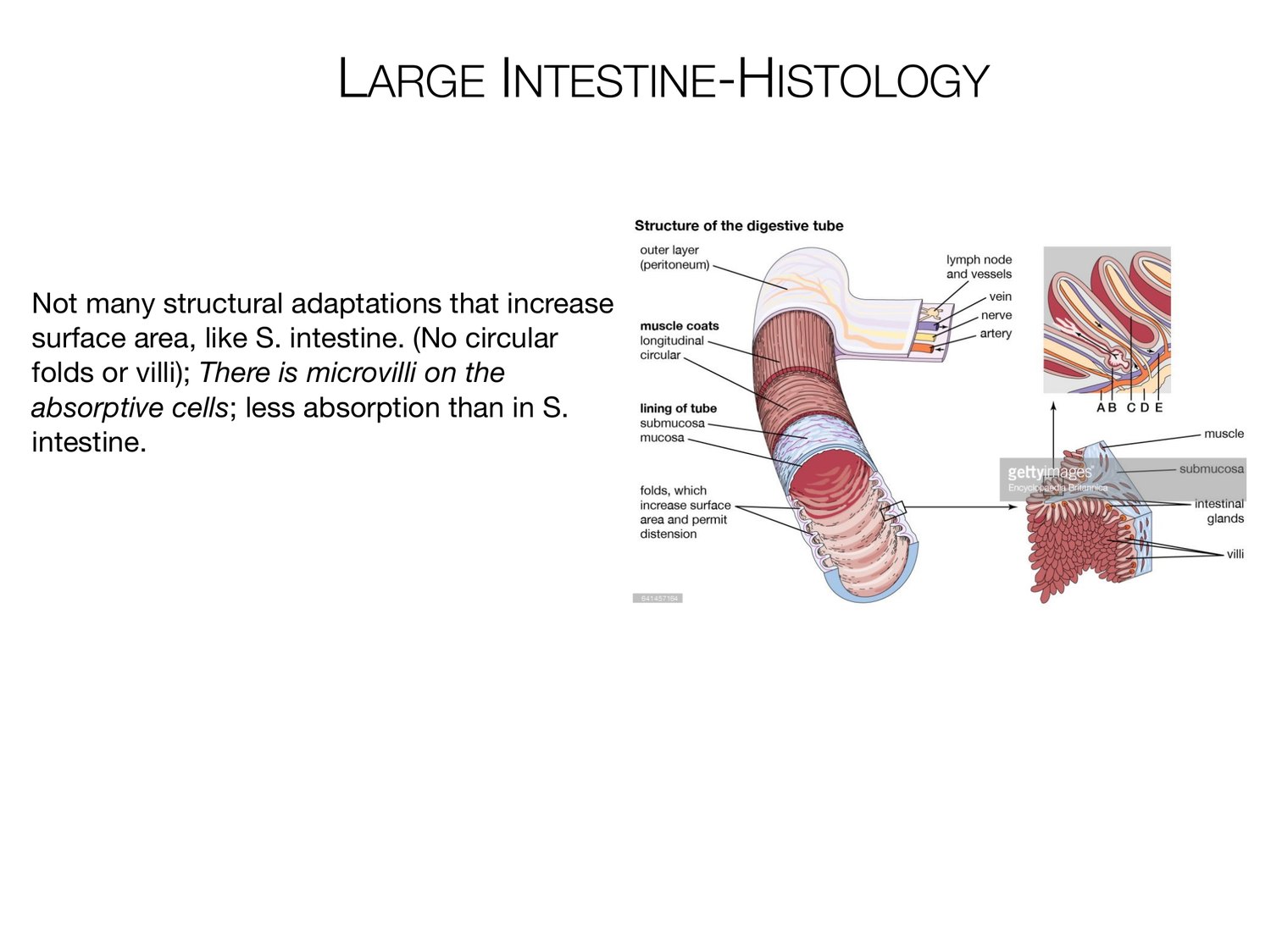 Slide 94 of 97: Large intestine-histology. Dr. Rennie digestive anatomy lecture slide.