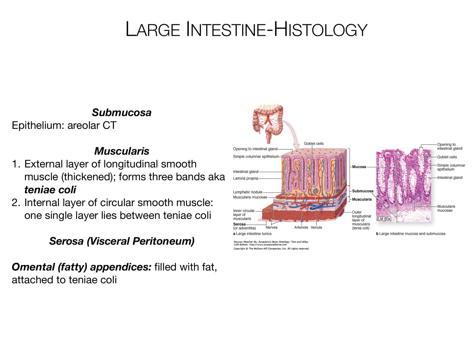 Slide 95 of 97: Large intestine-histology. Dr. Rennie digestive anatomy lecture slide.