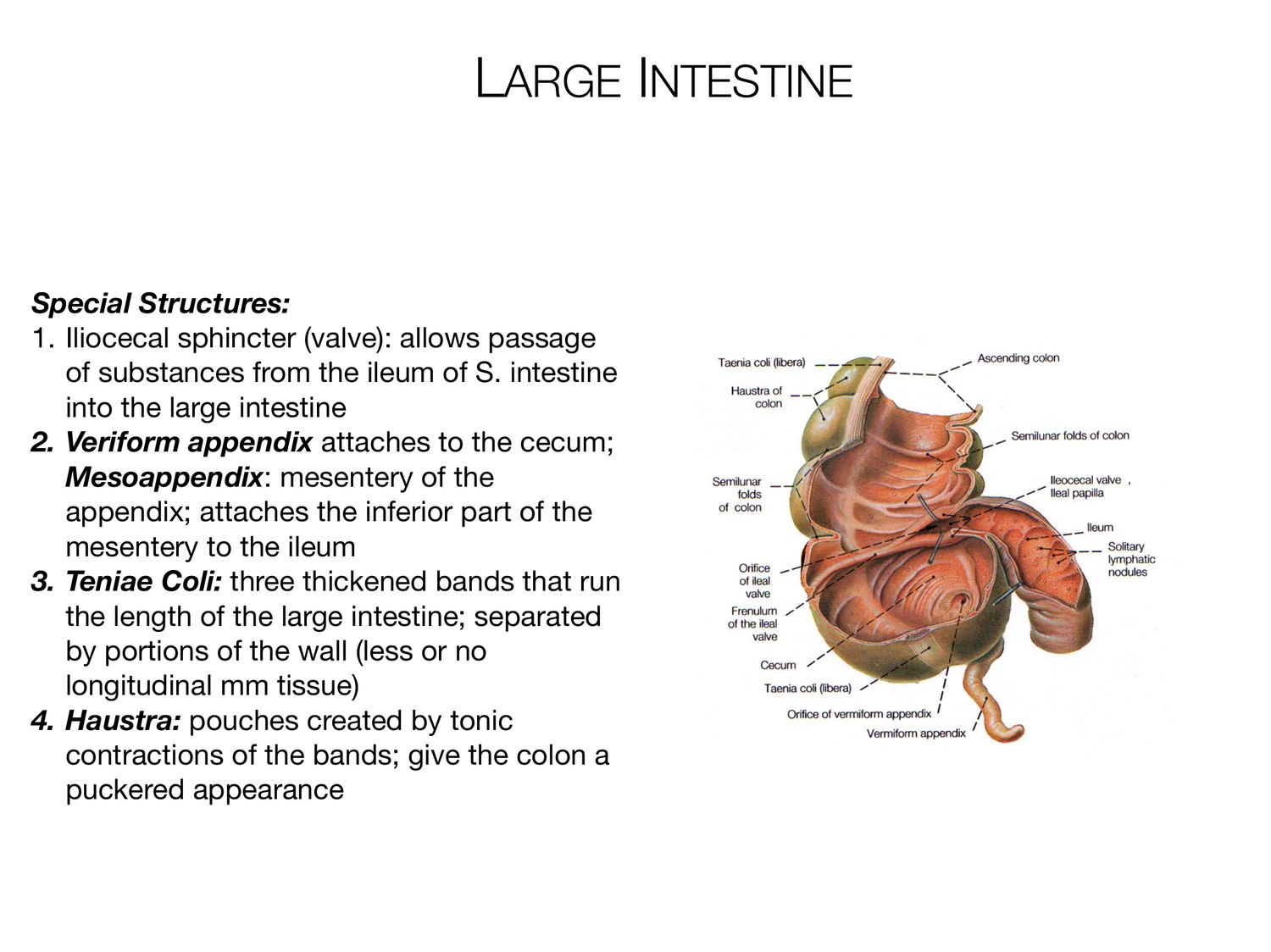 Slide 96 of 97: Large intestine. Dr. Rennie digestive anatomy lecture slide.