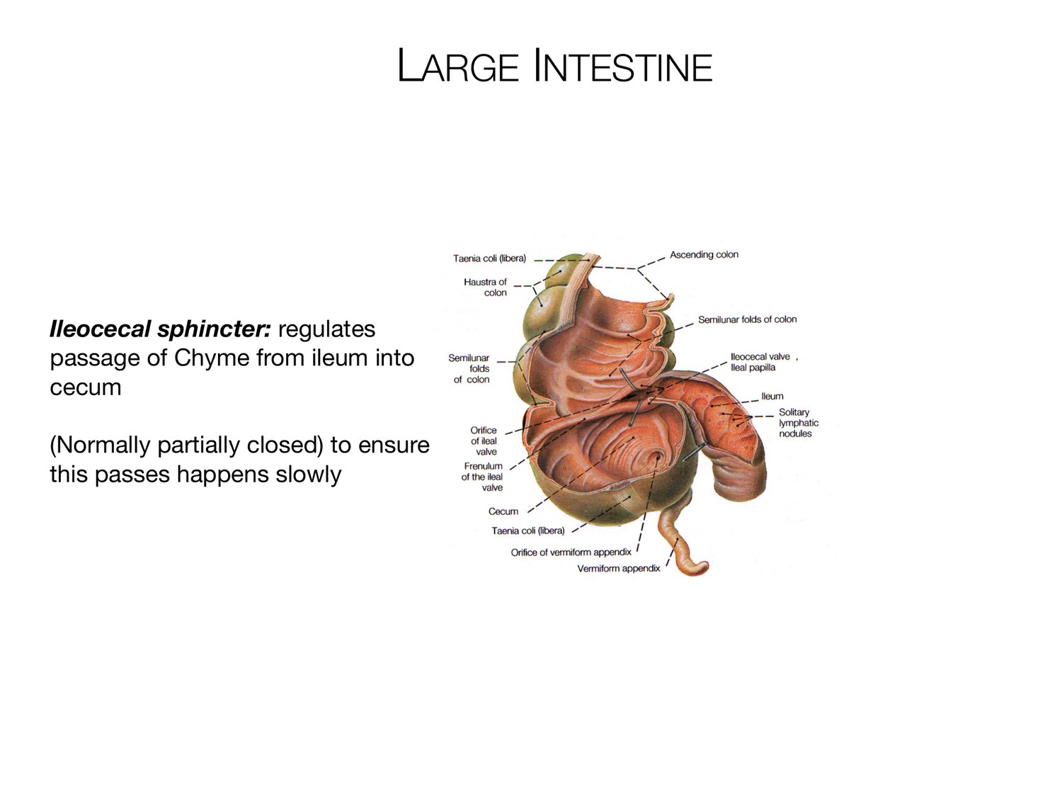 Slide 97 of 97: Large intestine. Dr. Rennie digestive anatomy lecture slide.