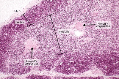 Thymus histology: cortex, medulla, and Hassall corpuscles