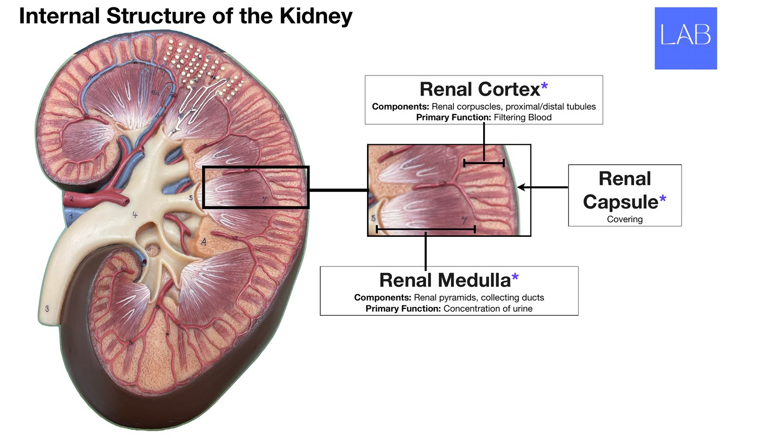 Slide 5 of 28: Internal structure of the kidney. Dr. Rennie renal anatomy lecture slide.