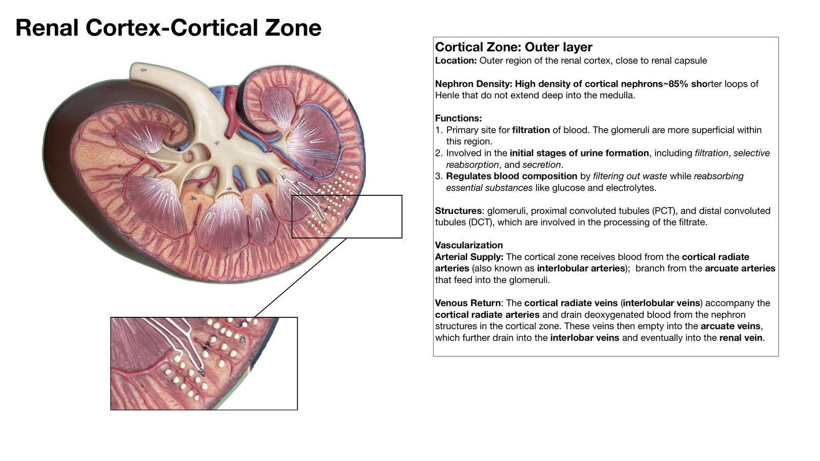 Slide 6 of 28: Renal cortex, cortical zone. Dr. Rennie renal anatomy lecture slide.