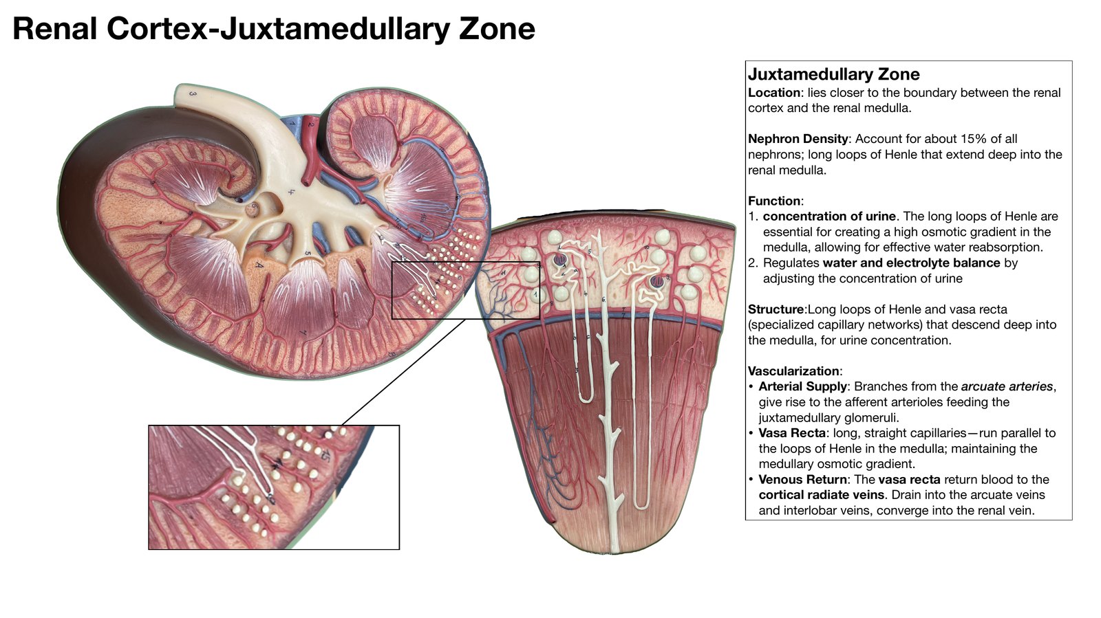 Slide 7 of 28: Renal cortex, juxtamedullary zone. Dr. Rennie renal anatomy lecture slide.