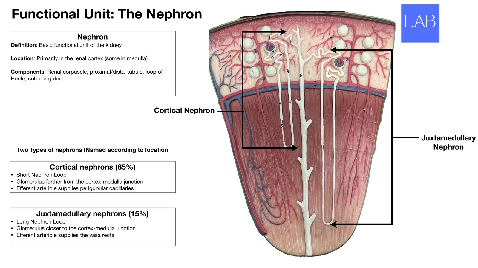 Slide 8 of 28: Functional unit: the nephron. Dr. Rennie renal anatomy lecture slide.