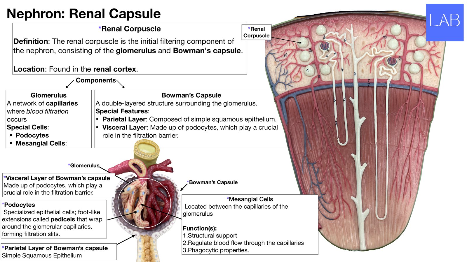 Slide 9 of 28: Nephron: renal capsule. Dr. Rennie renal anatomy lecture slide.
