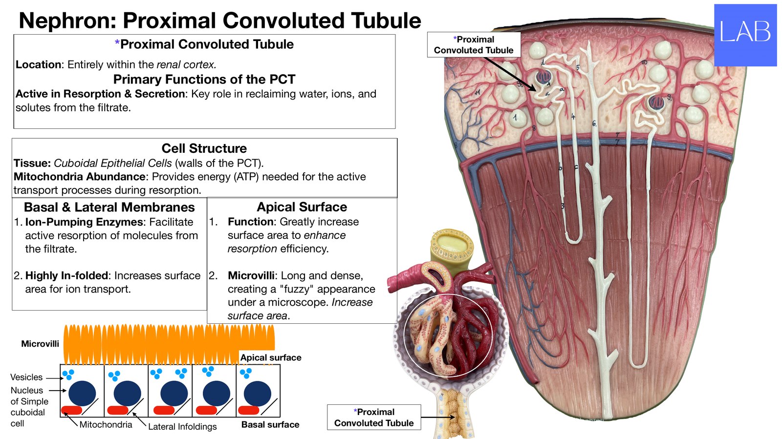 Slide 10 of 28: Nephron: proximal convoluted tubule. Dr. Rennie renal anatomy lecture slide.