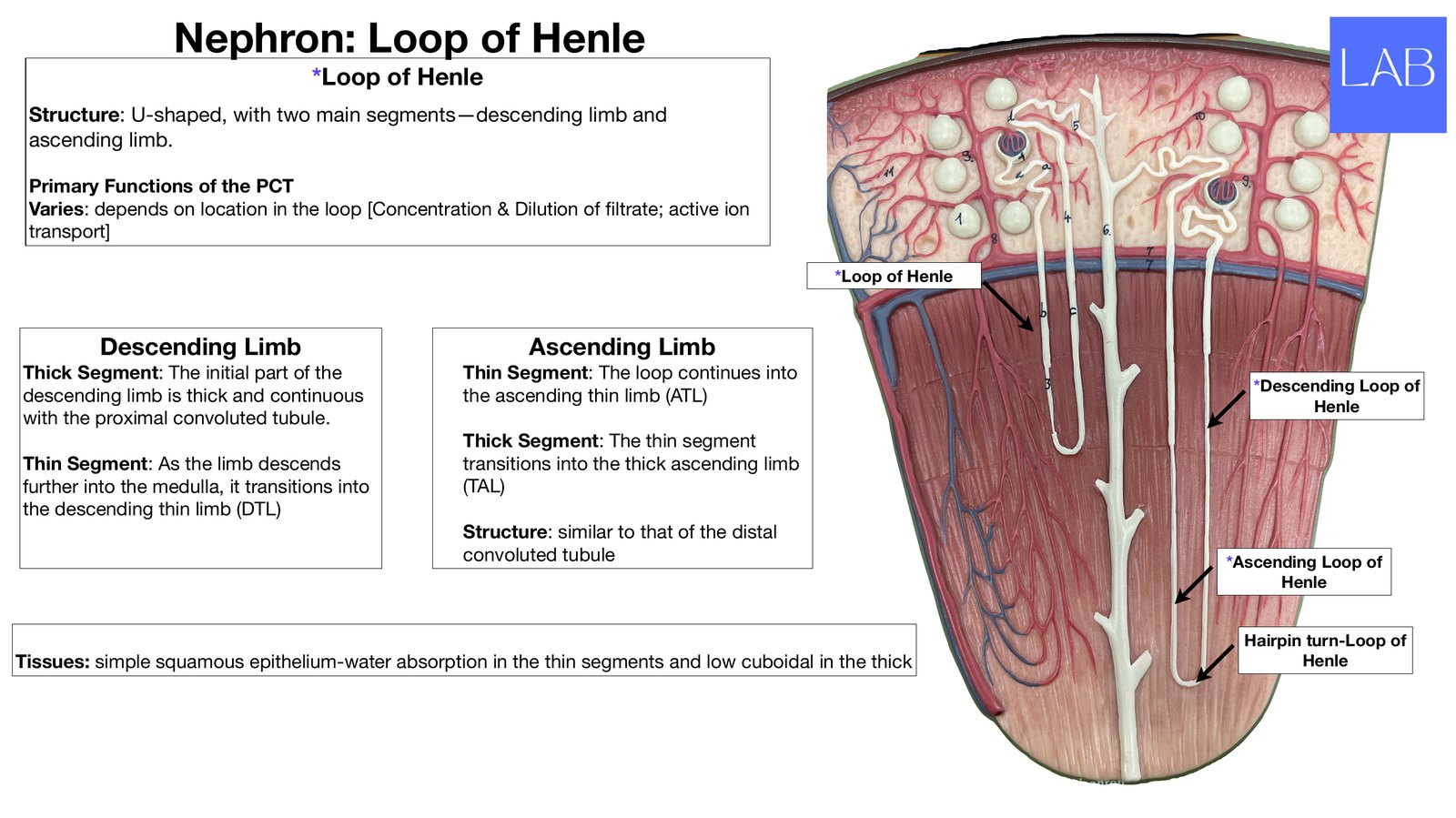 Slide 11 of 28: Nephron: loop of Henle. Dr. Rennie renal anatomy lecture slide.