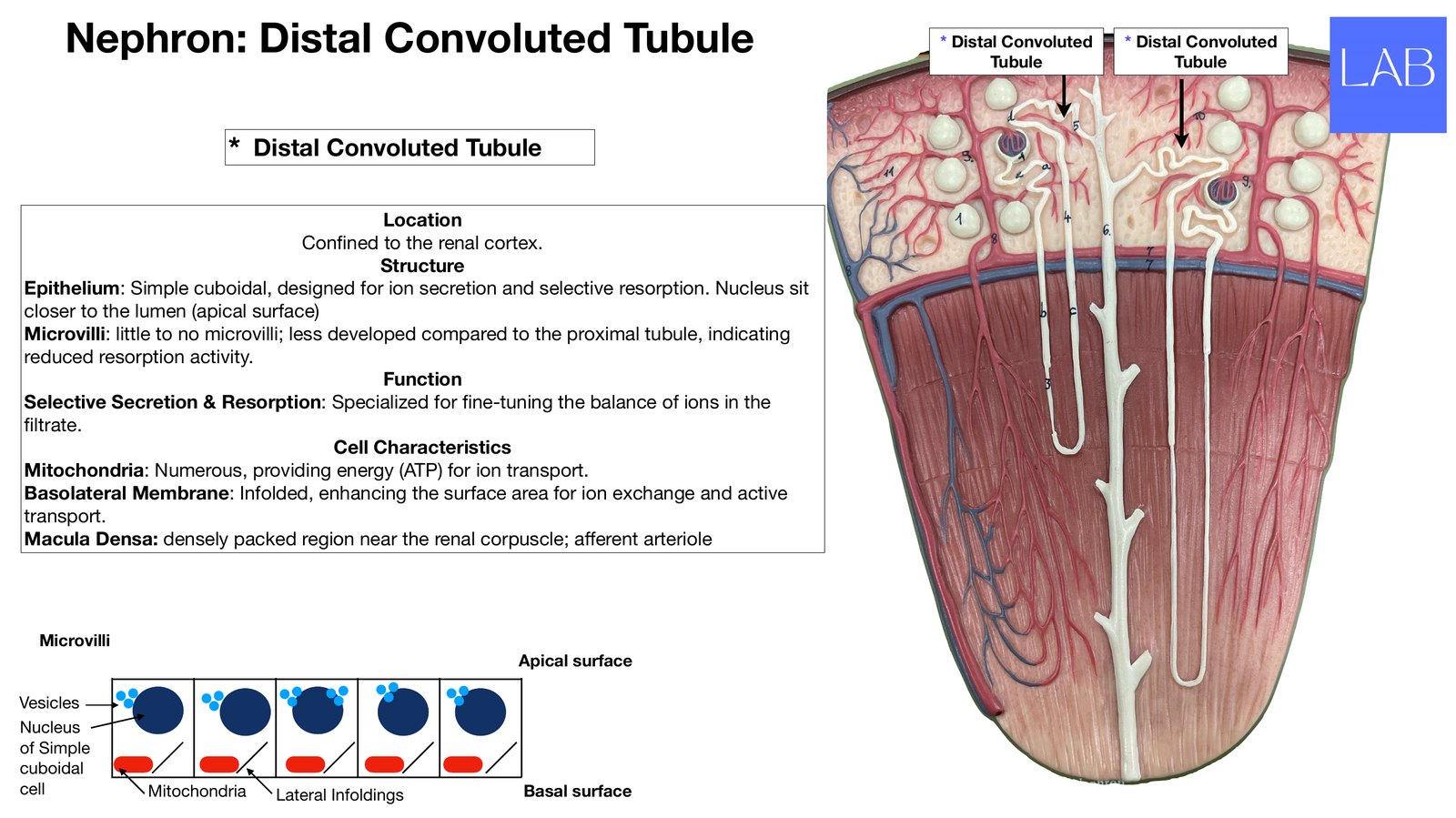 Slide 12 of 28: Nephron: distal convoluted tubule. Dr. Rennie renal anatomy lecture slide.
