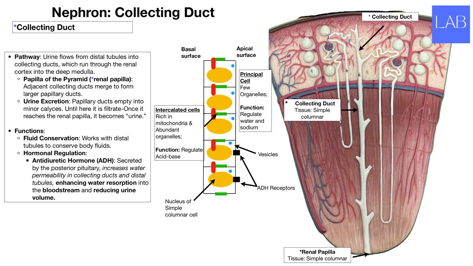 Slide 13 of 28: Nephron: collecting duct. Dr. Rennie renal anatomy lecture slide.