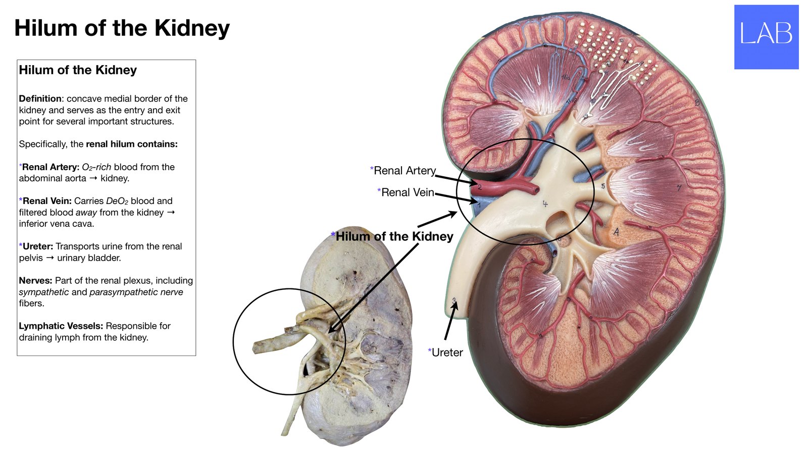 Slide 14 of 28: Hilum of the kidney. Dr. Rennie renal anatomy lecture slide.