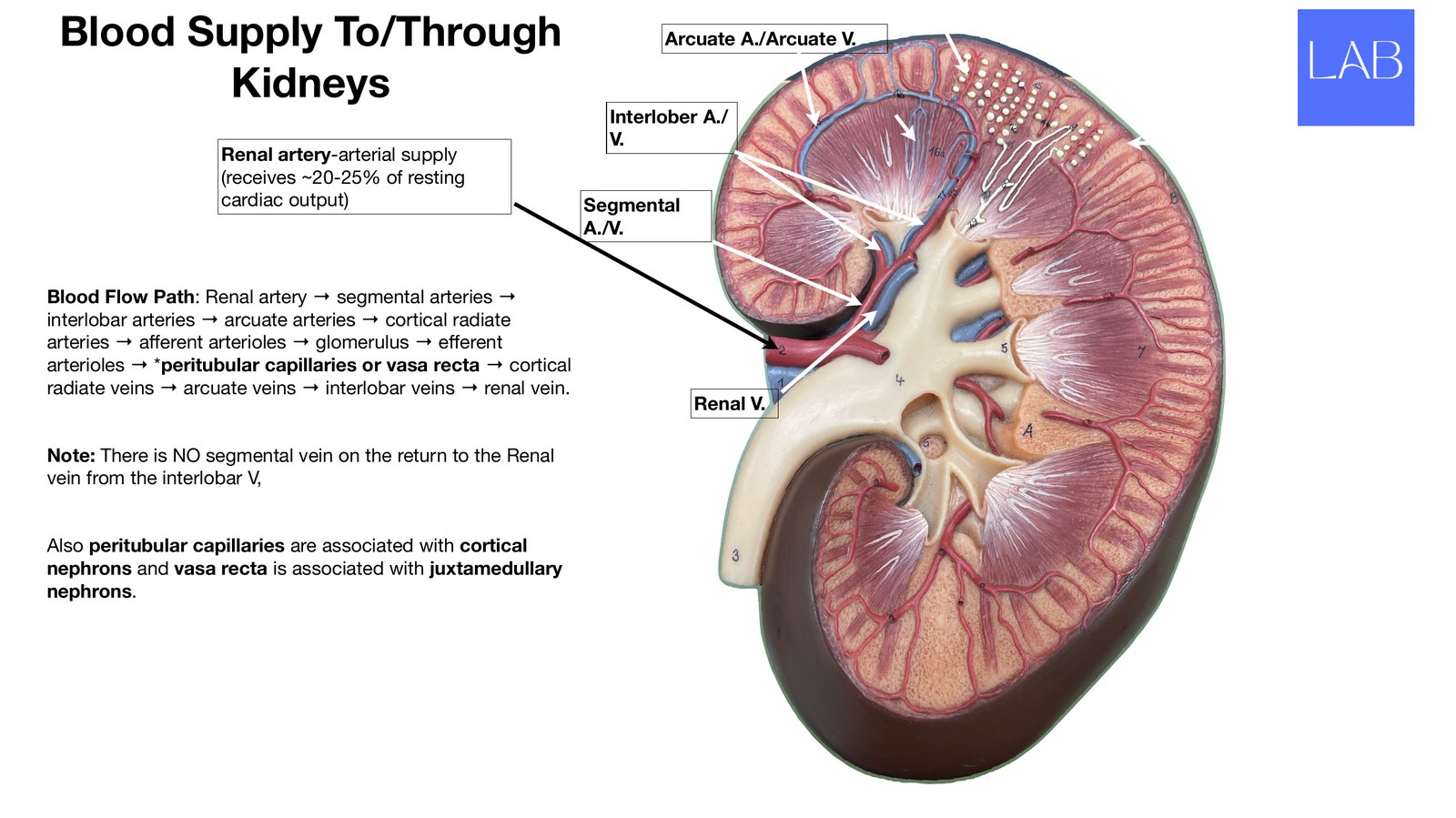 Slide 15 of 28: Blood supply to and through the kidney. Dr. Rennie renal anatomy lecture slide.