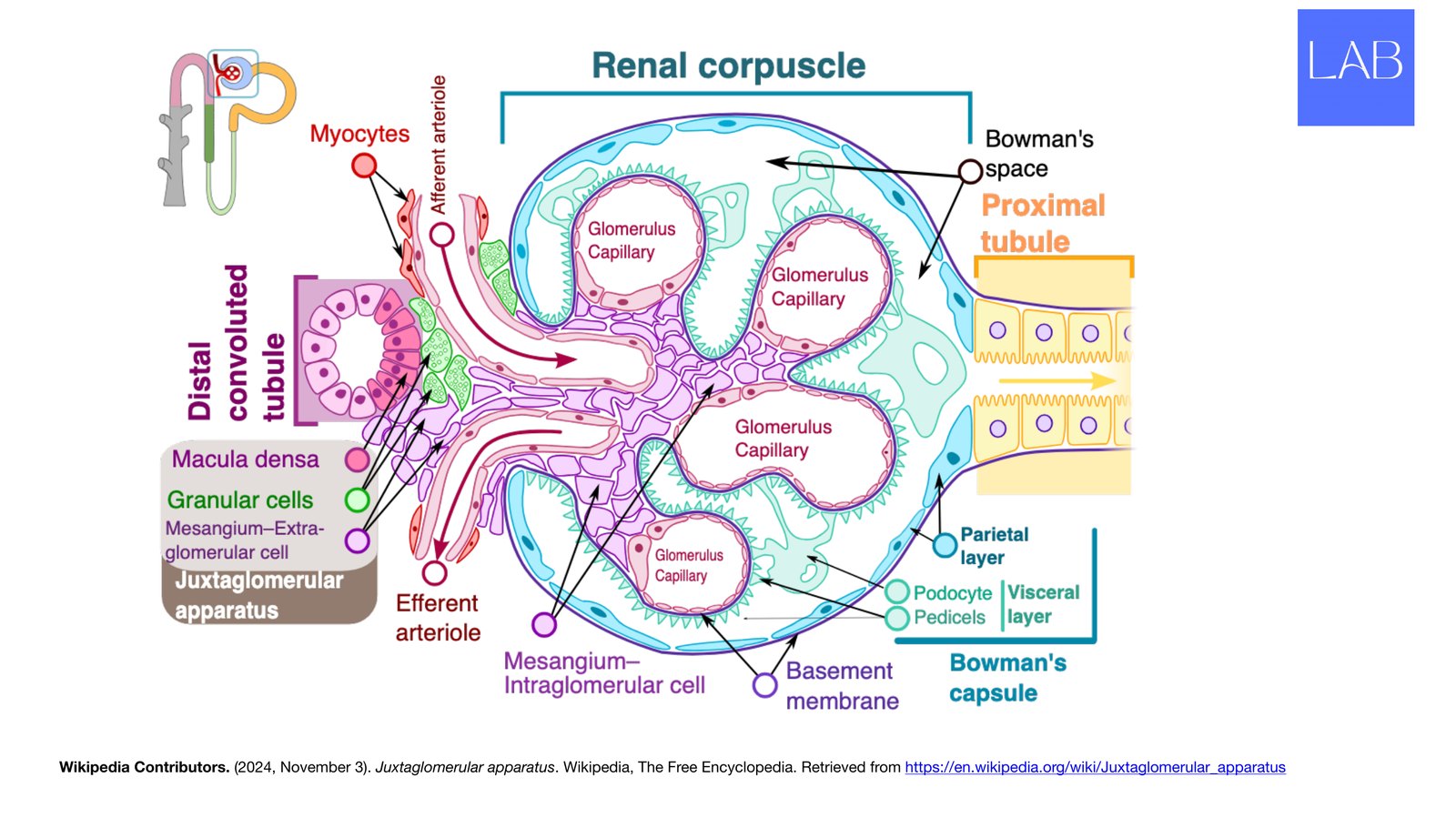Slide 16 of 28: Juxtaglomerular apparatus (reference). Dr. Rennie renal anatomy lecture slide.