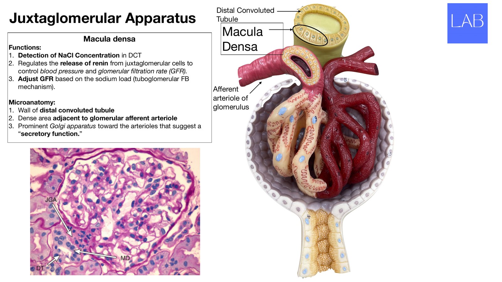 Slide 17 of 28: Distal convoluted tubule and the JGA. Dr. Rennie renal anatomy lecture slide.