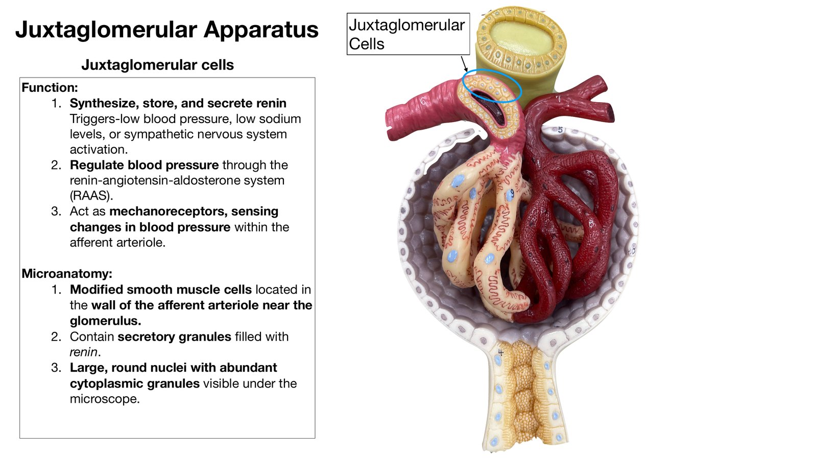 Slide 18 of 28: Juxtaglomerular apparatus. Dr. Rennie renal anatomy lecture slide.