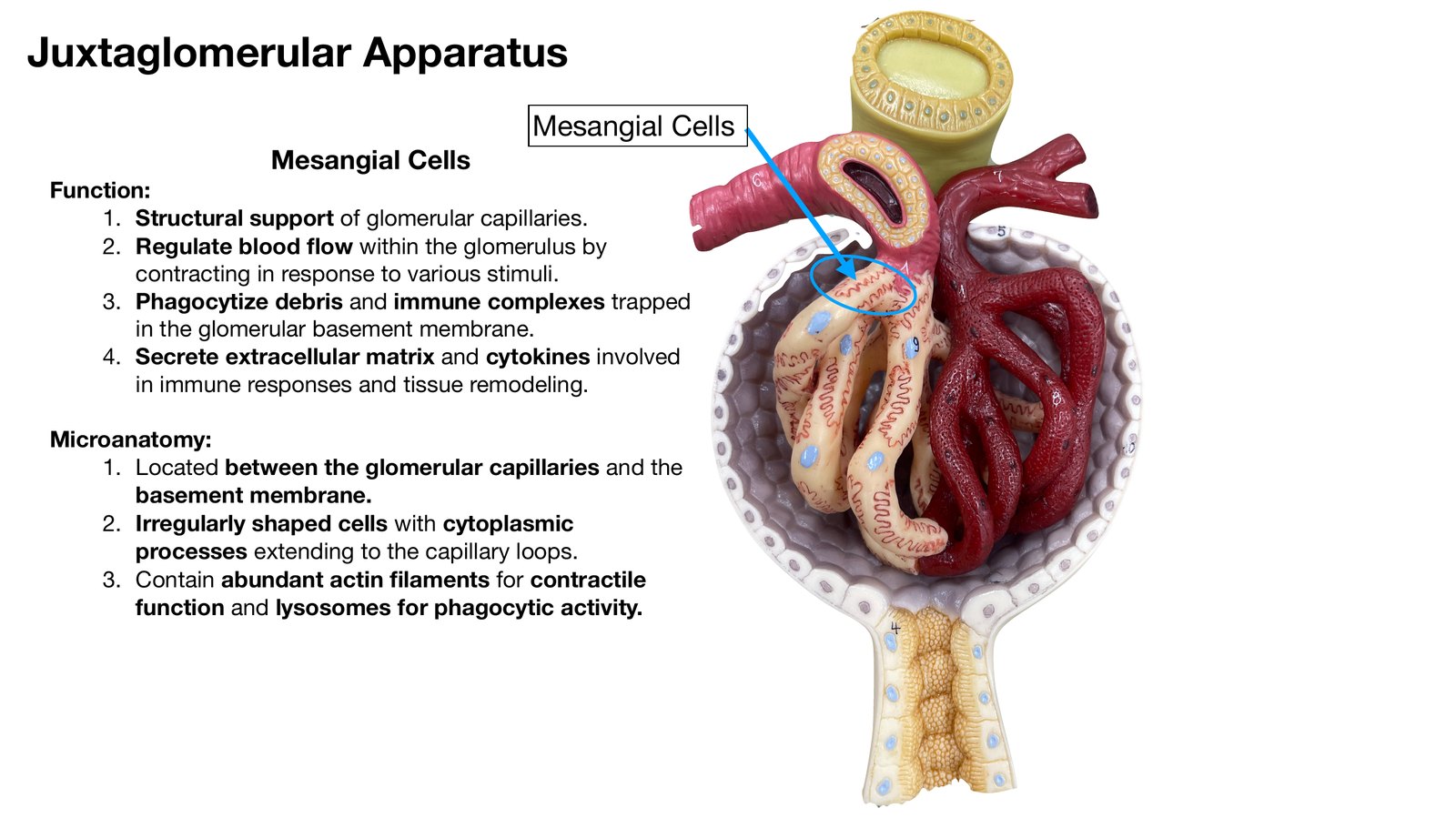 Slide 19 of 28: Juxtaglomerular apparatus. Dr. Rennie renal anatomy lecture slide.