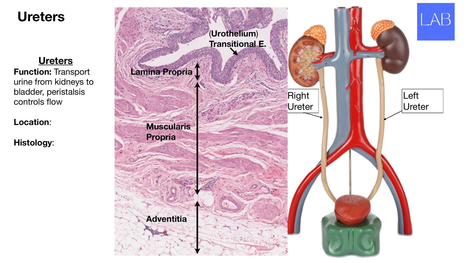 Slide 20 of 28: Ureters. Dr. Rennie renal anatomy lecture slide.