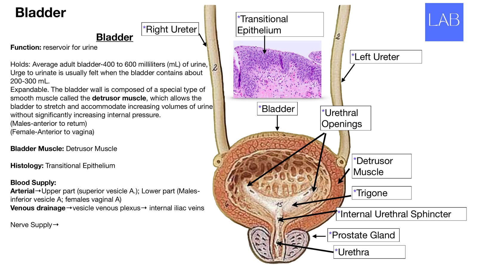 Slide 21 of 28: Bladder. Dr. Rennie renal anatomy lecture slide.