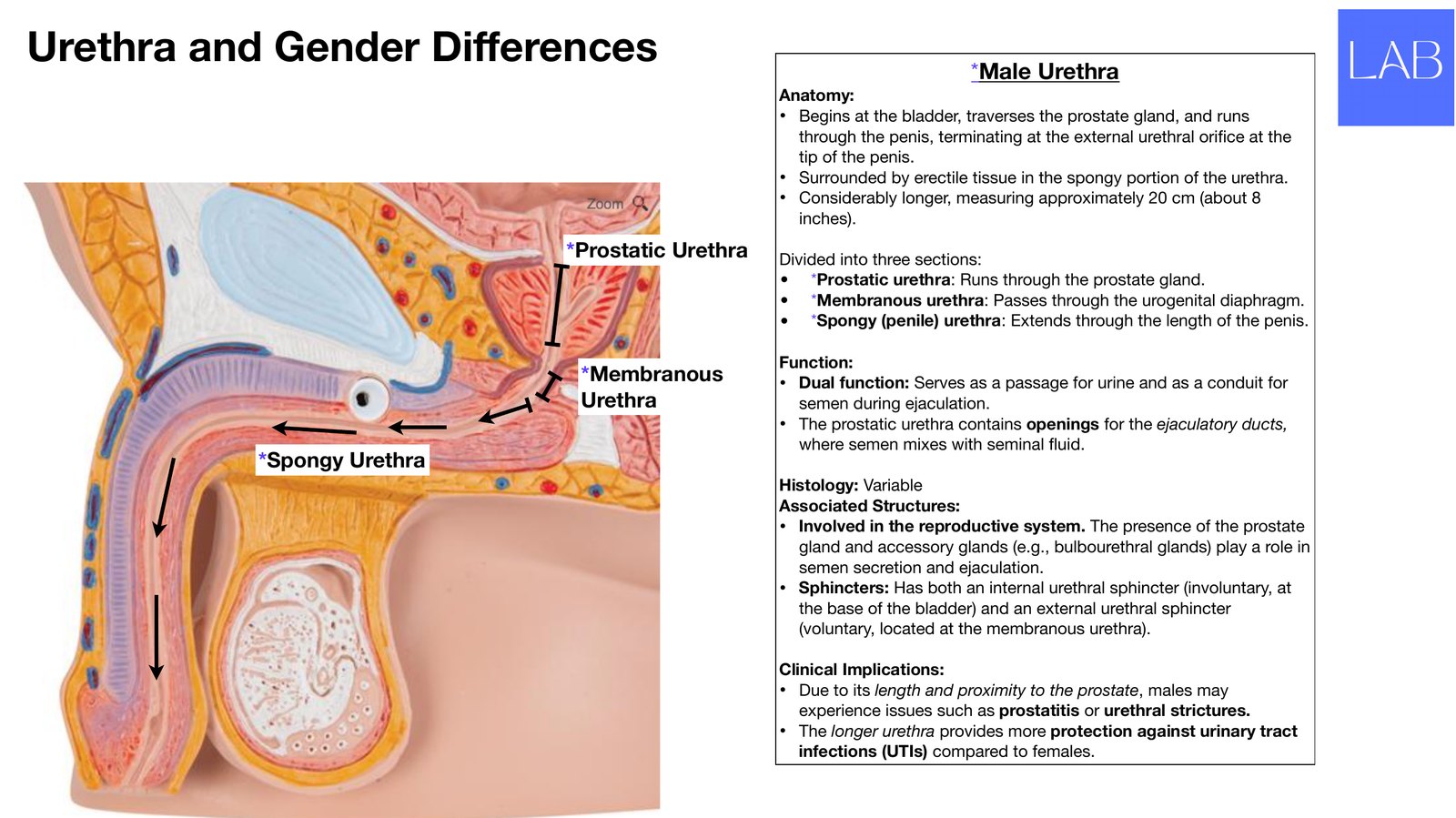 Slide 22 of 28: Urethra and gender differences. Dr. Rennie renal anatomy lecture slide.